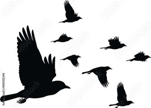 Black silhouette of a flock of birds flying in the sky isolated on white background, group of crows or ravens in flight for nature concepts