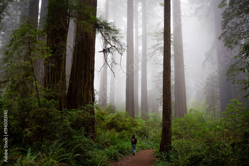 Walking through the Foggy Redwoods, Del Norte Coast Redwoods State Park, Redwoods National Park, California