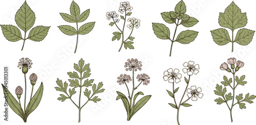 Collection of botanical illustrations showcasing diverse leaf shapes and delicate floral arrangements