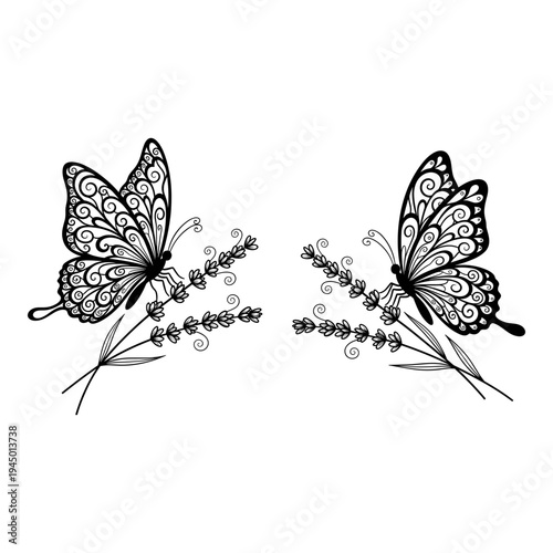 Elegant symmetrical butterflies perched on delicate floral branches in intricate line art Vector, illustration