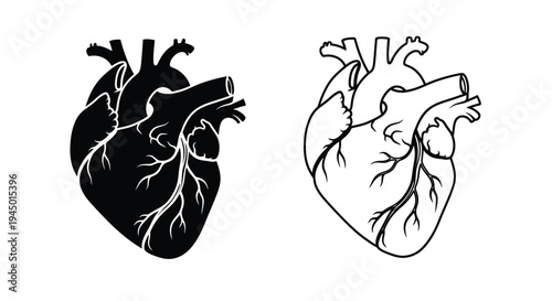 Anatomical illustration of the human heart depicted in dual tones