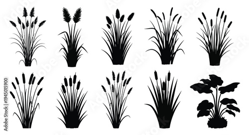 An assortment of black cattails reeds and grasses depicted in a striking silhouette high quality professional