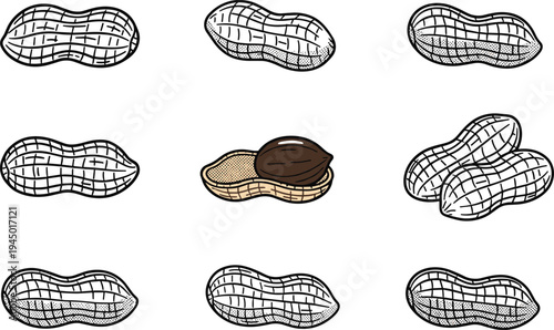 Set of Peanut Illustrations in Vintage Engraving Style Featuring Whole Shells and Open Legume with Nut Isolated on White Background for Snack and Organic Food