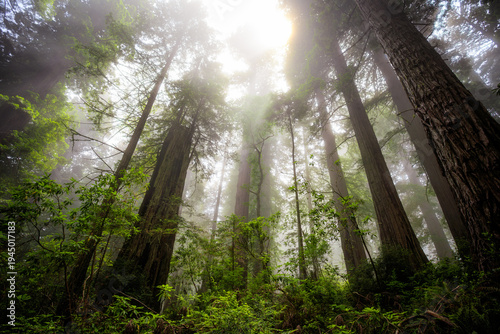 Foggy Light in the Redwoods, Del Norte Coast Redwoods State Park, Redwoods National Park, California
