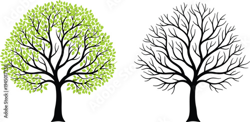 Vector Illustration of a Deciduous Tree in Two Versions Featuring Full Green Foliage and Bare Winter Branches Isolated on White Background for Seasonal Nature Concepts