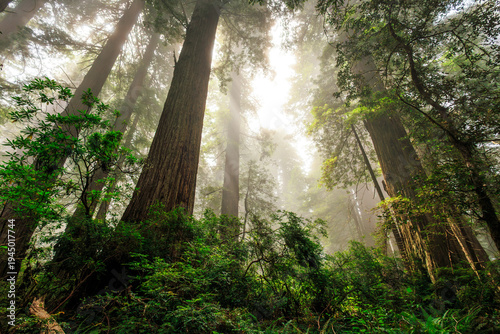 Foggy Light in the Redwoods, Del Norte Coast Redwoods State Park, Redwoods National Park, California