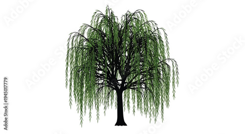 A solitary weeping willow tree with cascading green foliage