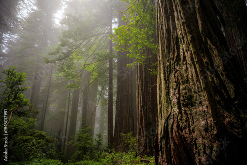 Atmospheric Fog in the Redwoods, Del Norte Coast Redwoods State Park, Redwoods National Park, California