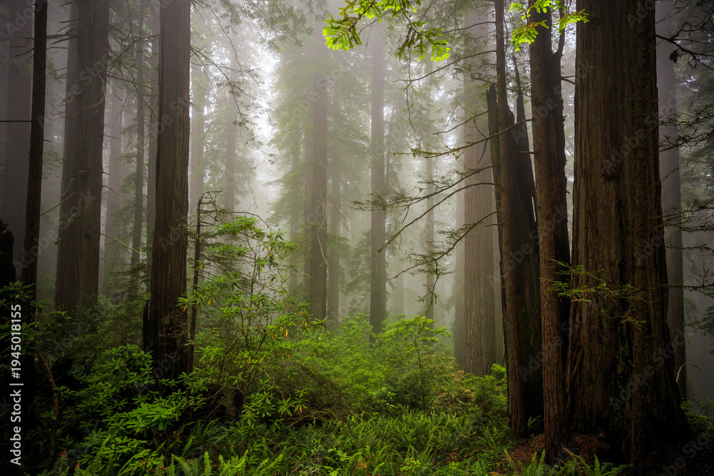 Obraz premium Atmospheric Fog in the Redwoods, Del Norte Coast Redwoods State Park, Redwoods National Park, California
