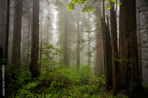 Atmospheric Fog in the Redwoods, Del Norte Coast Redwoods State Park, Redwoods National Park, California