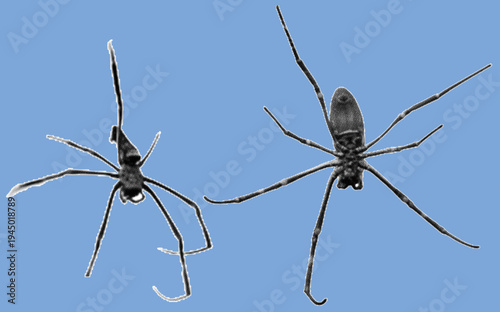 Close up of spider pixelate grayscale color halftone dotted texture style collage element isolated on blue background