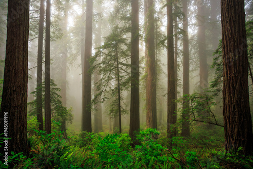 Deep Fog in the Redwoods, Del Norte Coast Redwoods State Park, Redwoods National Park, California