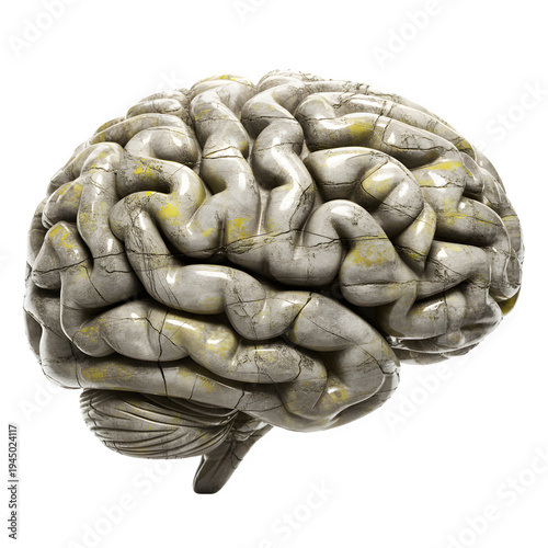 Human Brain Model Isolated on White Background Showing Gyri and Sulci