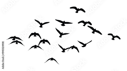 A stunning aerial display of birds in flight against a clean white background with no distractions