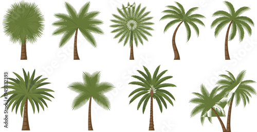 Collection of various tropical palm tree species in flat vector style featuring diverse leaf shapes and trunks isolated on white background for beach vacation designs.