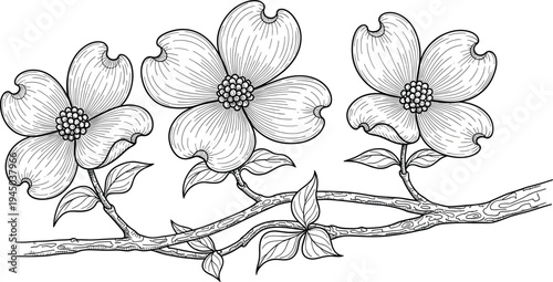 Dogwood blossom branch hand drawn engraving style vector illustration featuring three detailed flowers with petals and leaves isolated on a clean white background for botanical design.
