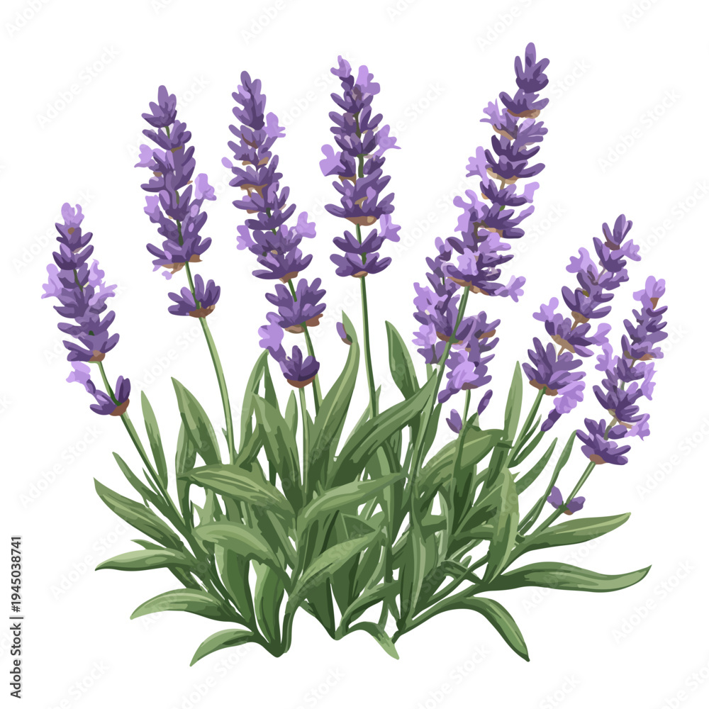 Fototapeta premium lavender season, lavender, festival, vector, transparent background, nature, purple, plant, beauty, violet, herb