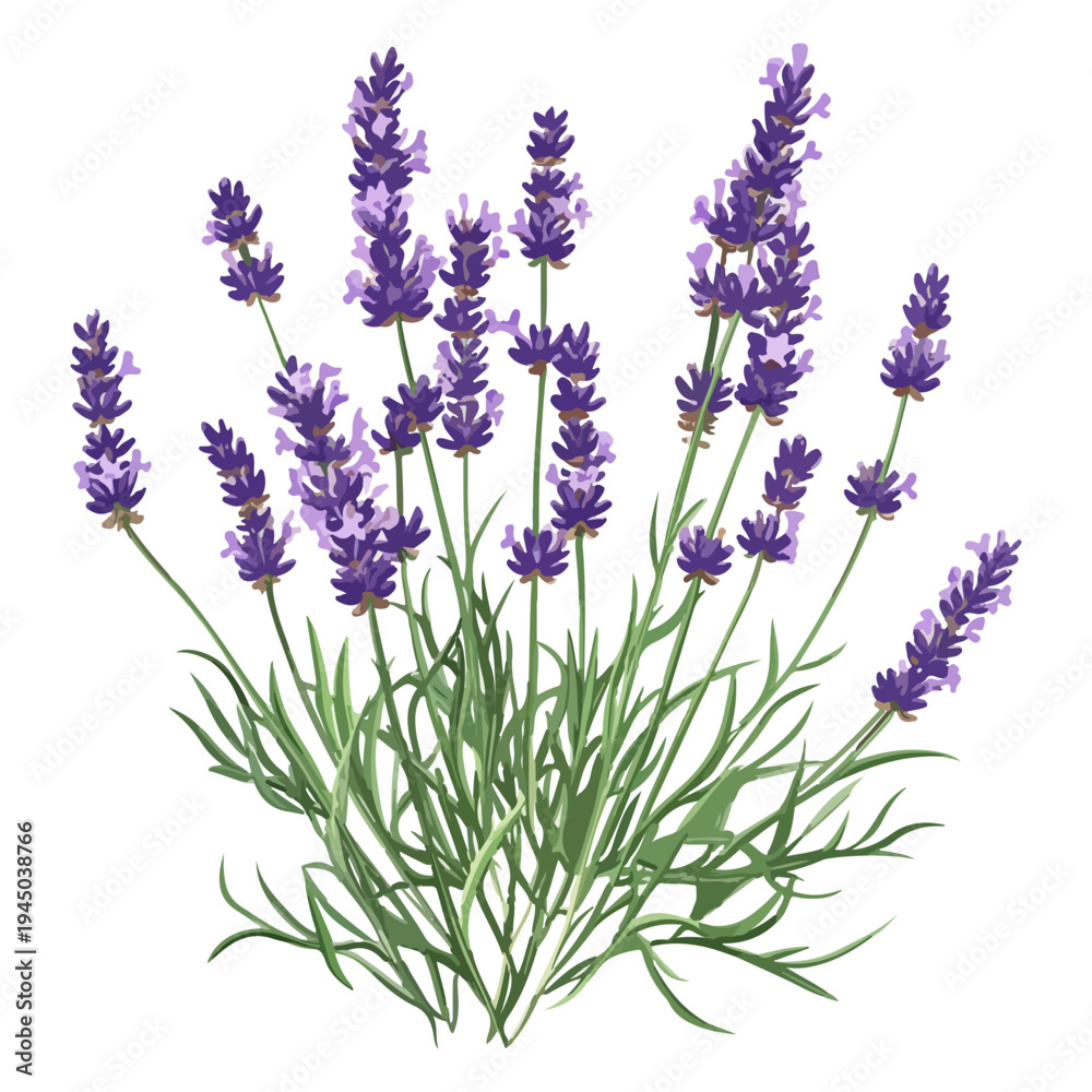 Fototapeta premium lavender season, lavender, festival, vector, transparent background, nature, purple, plant, beauty, violet, herb