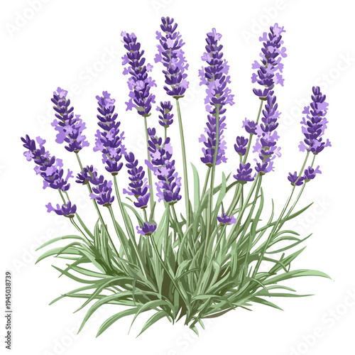 lavender season, lavender, festival, vector, transparent background, nature, purple, plant, beauty, violet, herb
