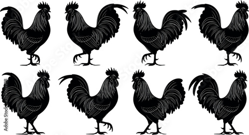 Rooster silhouette collection with detailed farm chicken poses vector illustration, black poultry animal icons isolated on light background for agriculture and rural design