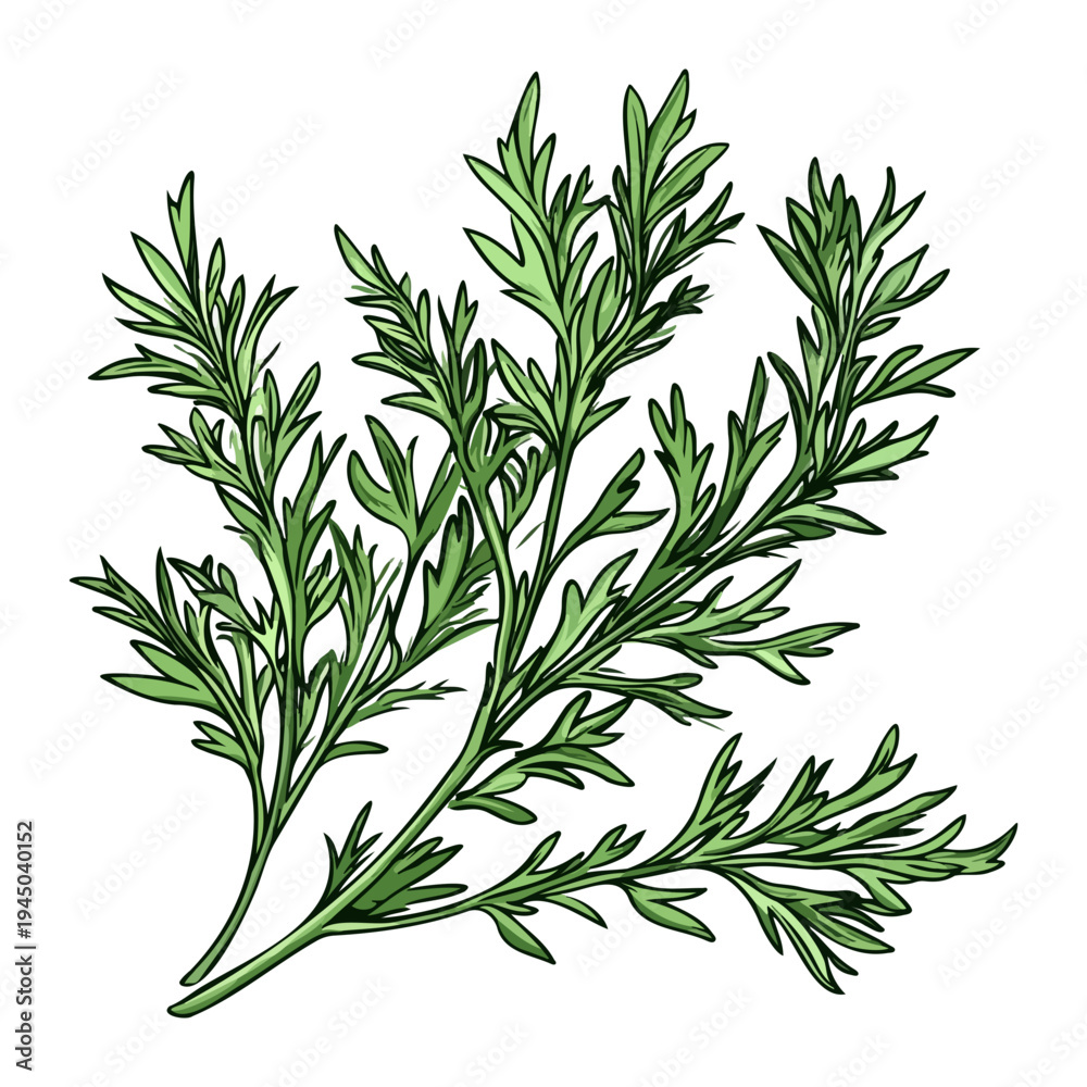 Fototapeta premium asia, dragon boat festival, celebration, mugwort, plant, vector, transparent background, leaf, nature, herb, branch, fresh