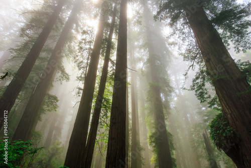 Foggy Light in the Redwoods, Del Norte Coast Redwoods State Park, Redwoods National Park, California