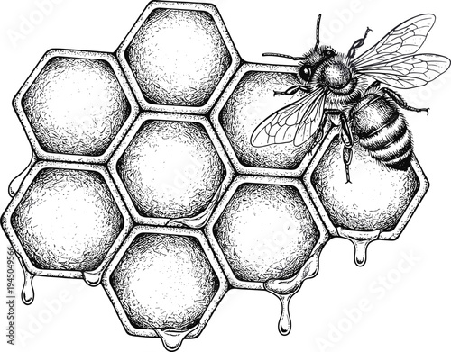 Honey bee on honeycomb dripping honey, detailed vintage engraving style illustration of beehive structure and pollinator insect, black and white natural beekeeping design