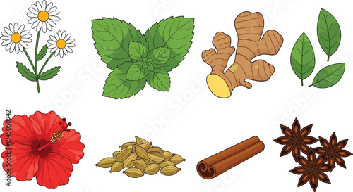 Herbal and Spice Botanical Vector Set Chamomile Mint Ginger Leaves Hibiscus Cardamom Cinnamon Star Anise Natural Ingredients Hand Drawn Illustration