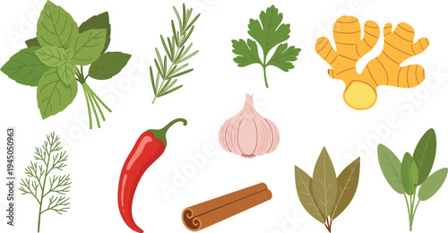 Herbs and Spices Botanical Vector Collection Basil Rosemary Parsley Ginger Garlic Chili Cinnamon Dill Sage Fresh Natural Ingredients