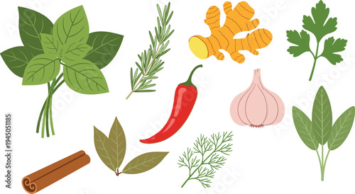 Herbs and Spices Botanical Vector Set Basil Rosemary Ginger Garlic Chili Cinnamon Parsley Dill Sage Leaves Natural Cooking Ingredients Illustration