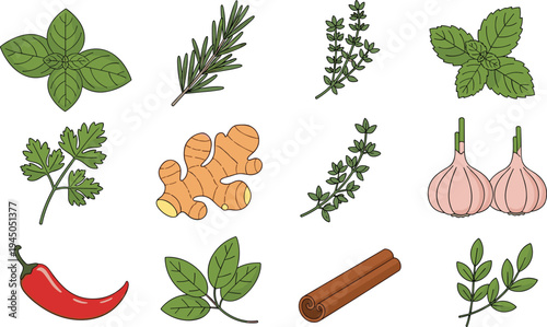 Herbs and Spices Botanical Vector Set Basil Rosemary Thyme Mint Parsley Ginger Garlic Chili Cinnamon Fresh Cooking Ingredients Collection