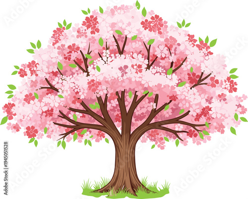 Large blooming cherry blossom tree with pink and red flowers on green grass isolated on white background for spring nature landscape design projects