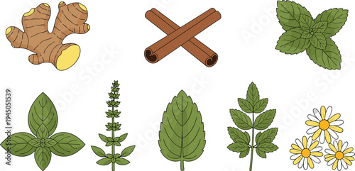 Herbs and Spices Botanical Vector Set Ginger Cinnamon Mint Basil Oregano Nettle Chamomile Leaves Natural Herbal Ingredients Collection