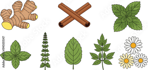 Herbs and Spices Botanical Vector Set Ginger Cinnamon Mint Basil Oregano Nettle Chamomile Leaves Natural Herbal Plants Collection