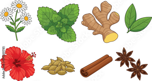 Herbs, flowers and spices vector illustration set with chamomile, mint, ginger, cinnamon, cardamom and star anise botanical ingredients