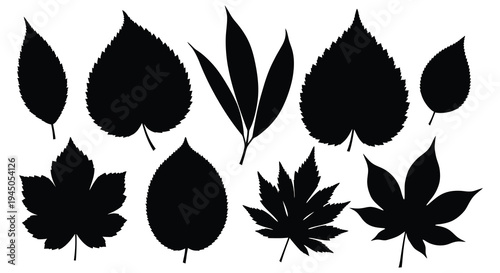 A collection of diverse leaf shapes presented in stark black against a white background silhouette