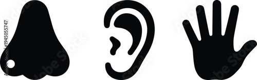 Human Sense Organs Icons with Nose Ear and Hand Silhouettes Representing Smell Hearing and Touch Sensory System Vector