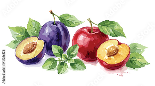 Red and purple plums with green basil leaves in artistic watercolor composition