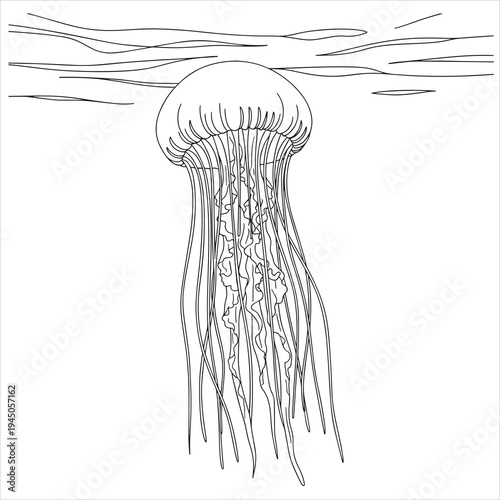 Vector jellyfish illustration, black and white line art