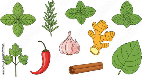 Herbs and Spices Botanical Vector Set Basil Rosemary Mint Parsley Ginger Garlic Chili Cinnamon Leaves Natural Cooking Ingredients