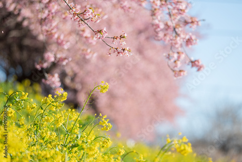 柔らかい春の日差しの中咲く河津桜と菜の花