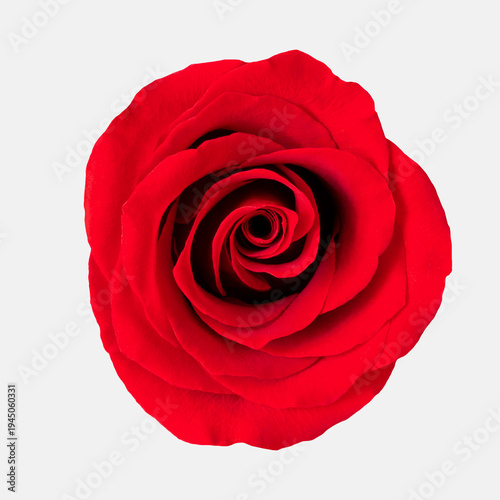 Red rose flower. The photo features a fully bloomed red rose on a transparent...