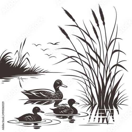 Ducks swimming in a pond with reeds and birds water