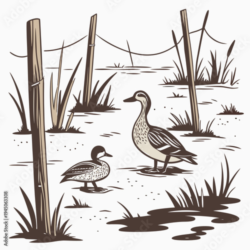 Ducks standing in shallow water with reeds brown animals