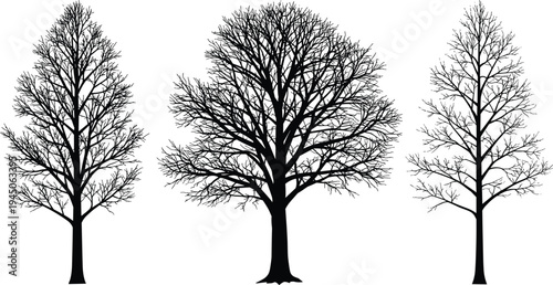 Black tree silhouette collection, detailed winter bare tree vector set, natural woodland landscape illustration, isolated forest tree outlines, botanical graphic design elements