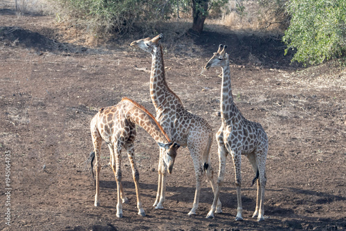 Photography Three young male giraffes fighting for dominance in Kruger National Park in Sout