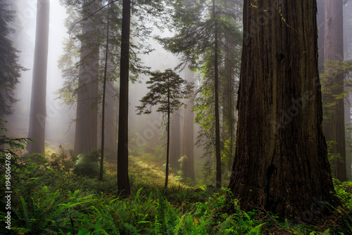 Foggy Light in the Redwoods, Del Norte Coast Redwoods State Park, Redwoods National Park, California