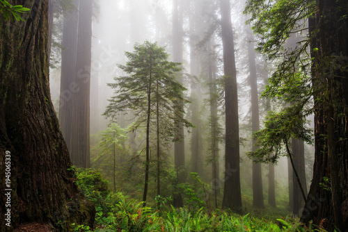 Foggy Light in the Redwoods, Del Norte Coast Redwoods State Park, Redwoods National Park, California