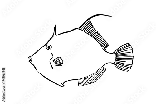filefish ink brush illustration, japanese kawahagi fish line art vector