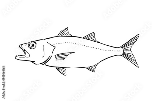 blackthroat seaperch ink brush illustration, japanese muts fish line art vector